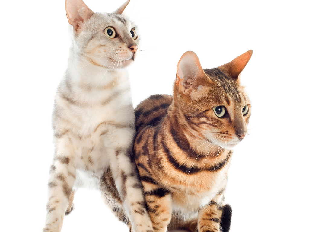 Types of Bengal Cat Types of Bengal Cat