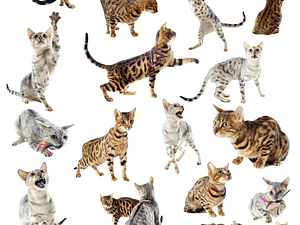 What do F1, F2 F3 mean in cats? What do F1, F2 F3 mean in cats?
