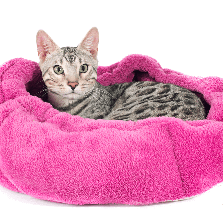 Charcoal silver Bengal cat Charcoal silver Bengal cat