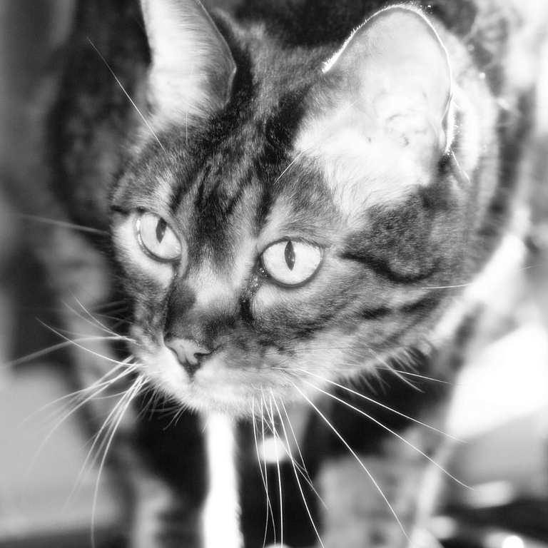 black Bengal cat