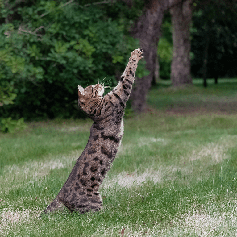 Caring for a Charcoal Bengal Cat