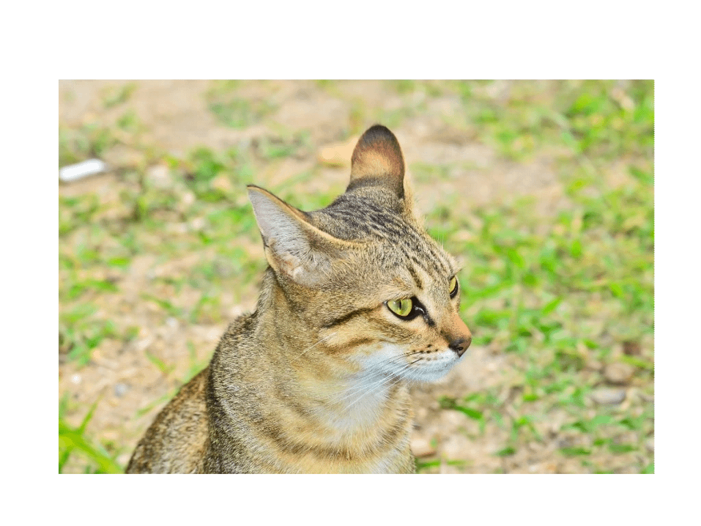 Do you know about Silver Bengal cat Bengal cat breed